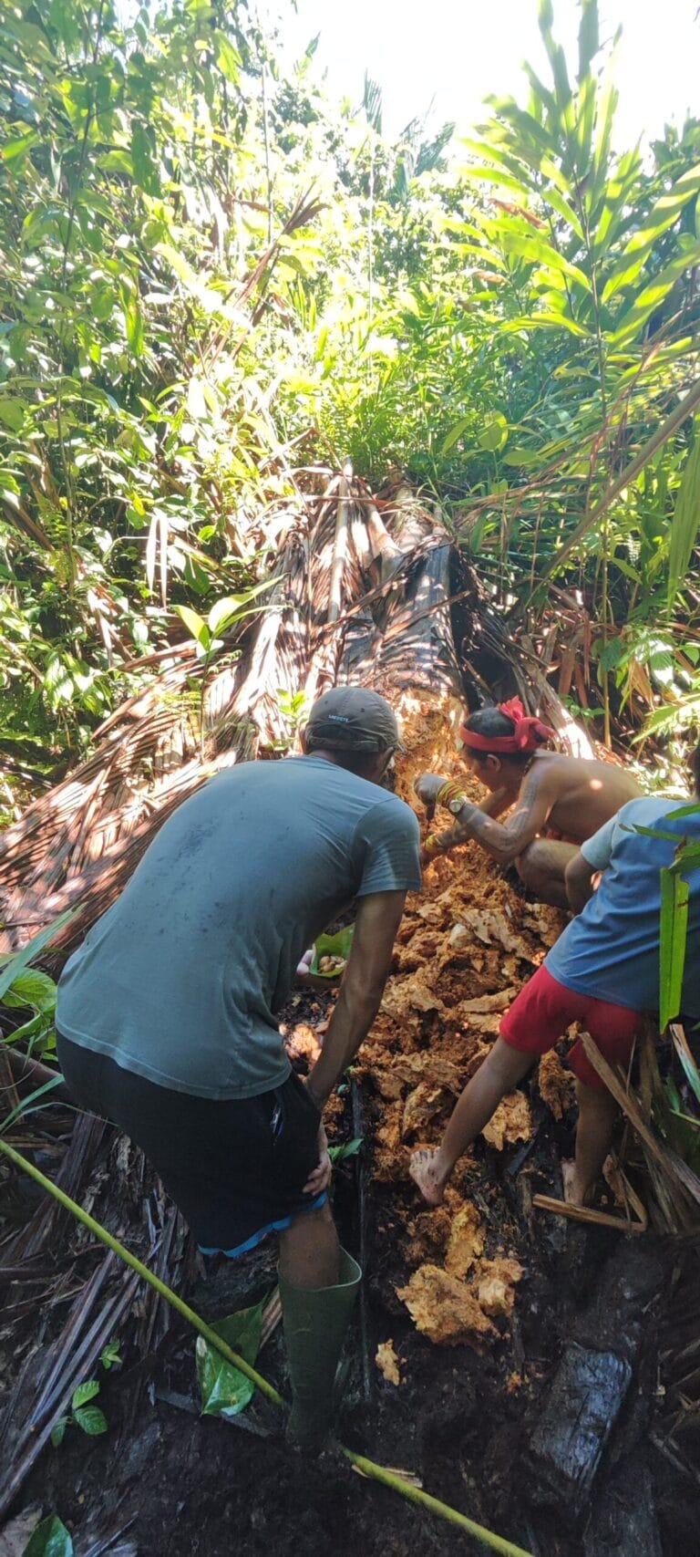 Tour guests searching for sago grubs by extracting sago pith with a Sikerei in Siberut
