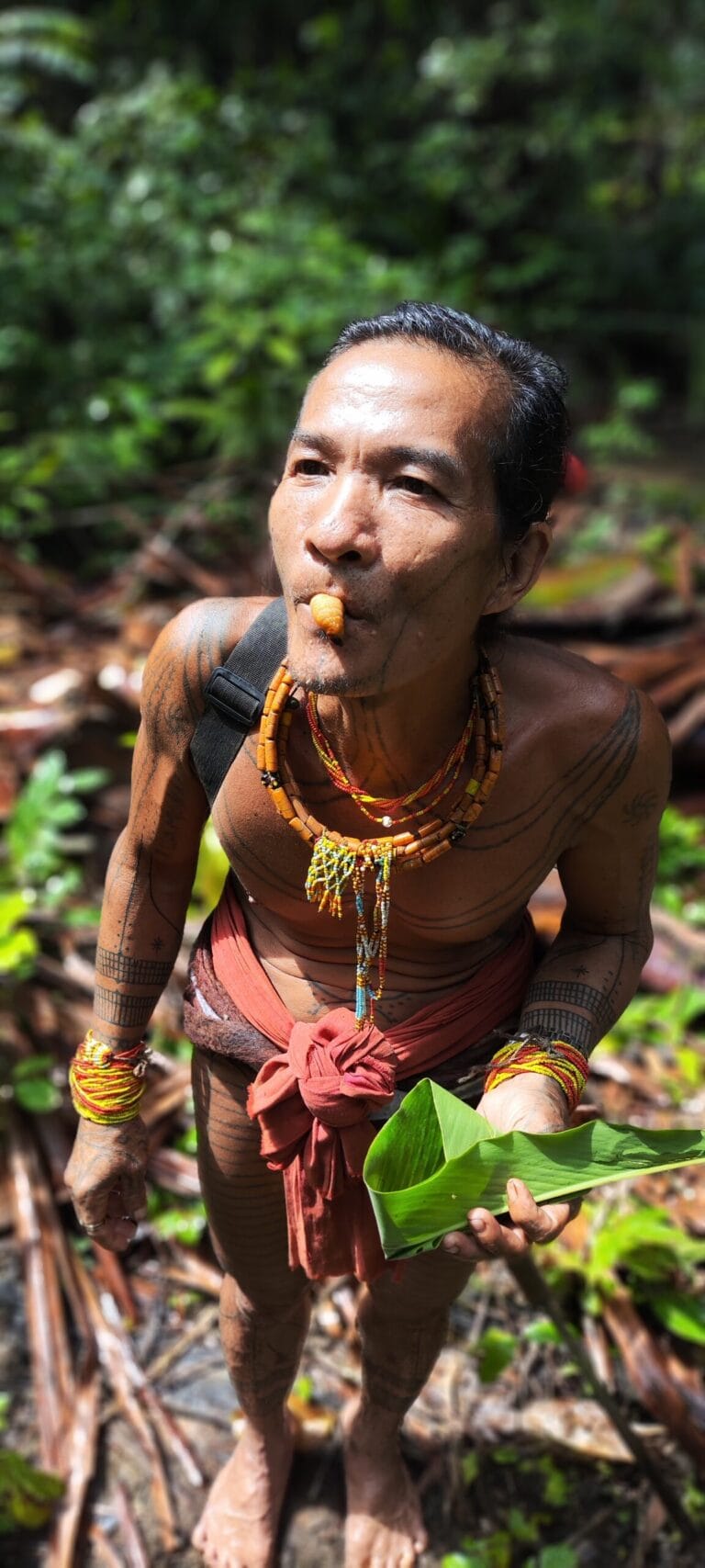 Mentawai Sikerei eating traditional sago caterpillar as a natural protein source in Siberut rainforest