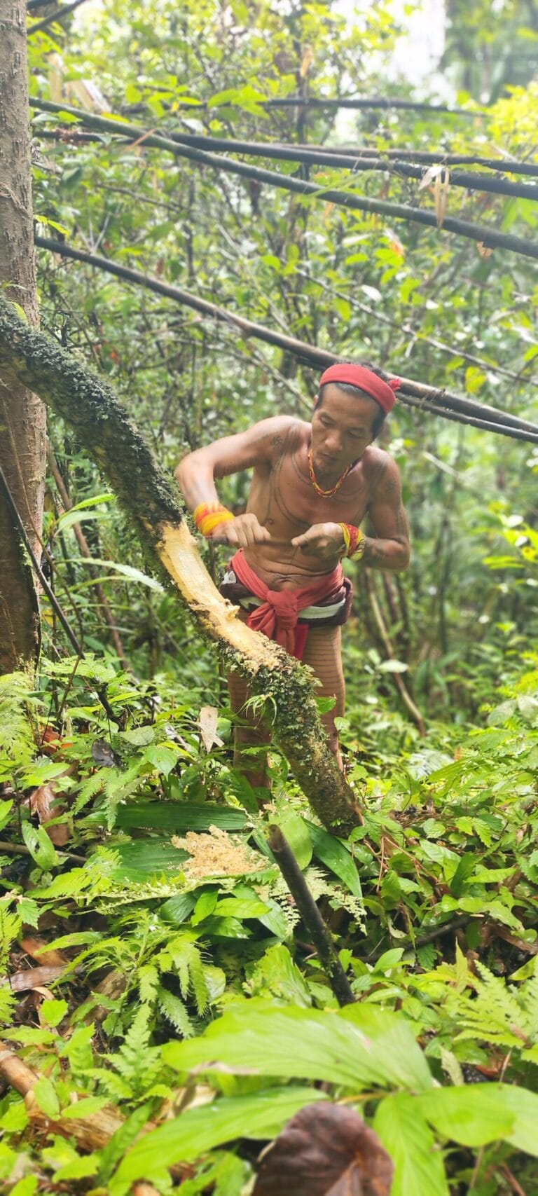 Mentawai Sikerei chopping wood with a traditional tool in the Siberut jungle
