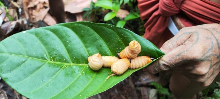 Mentawai Sikerei holding freshly harvested sago grubs on a leaf in Siberut rainforest