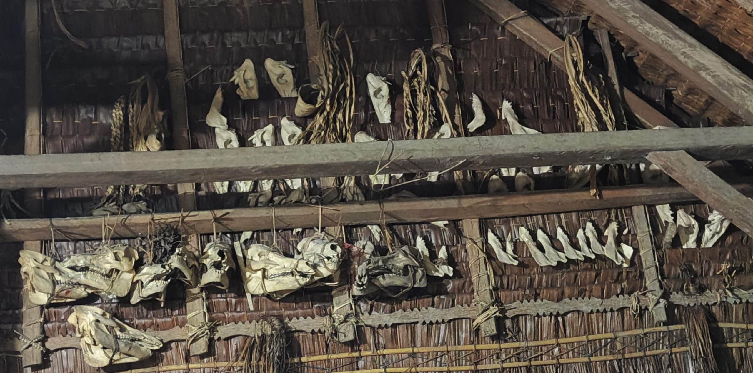 Wild boar skulls hanging from Uma roof beams, Mentawai