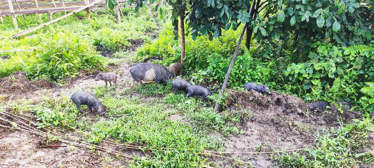 Domesticated pigs raised in a Mentawai village, Siberut Island