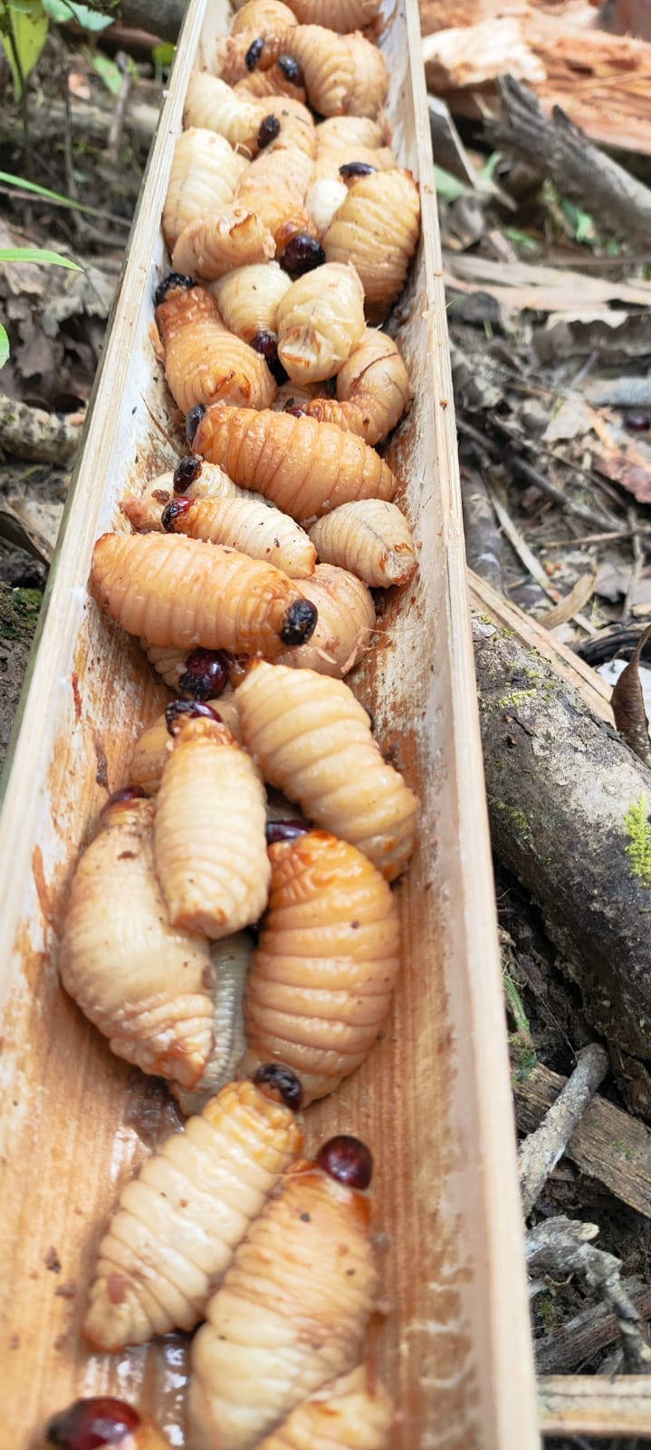 Fresh sago grubs in a wooden tray, Mentawai traditional food
