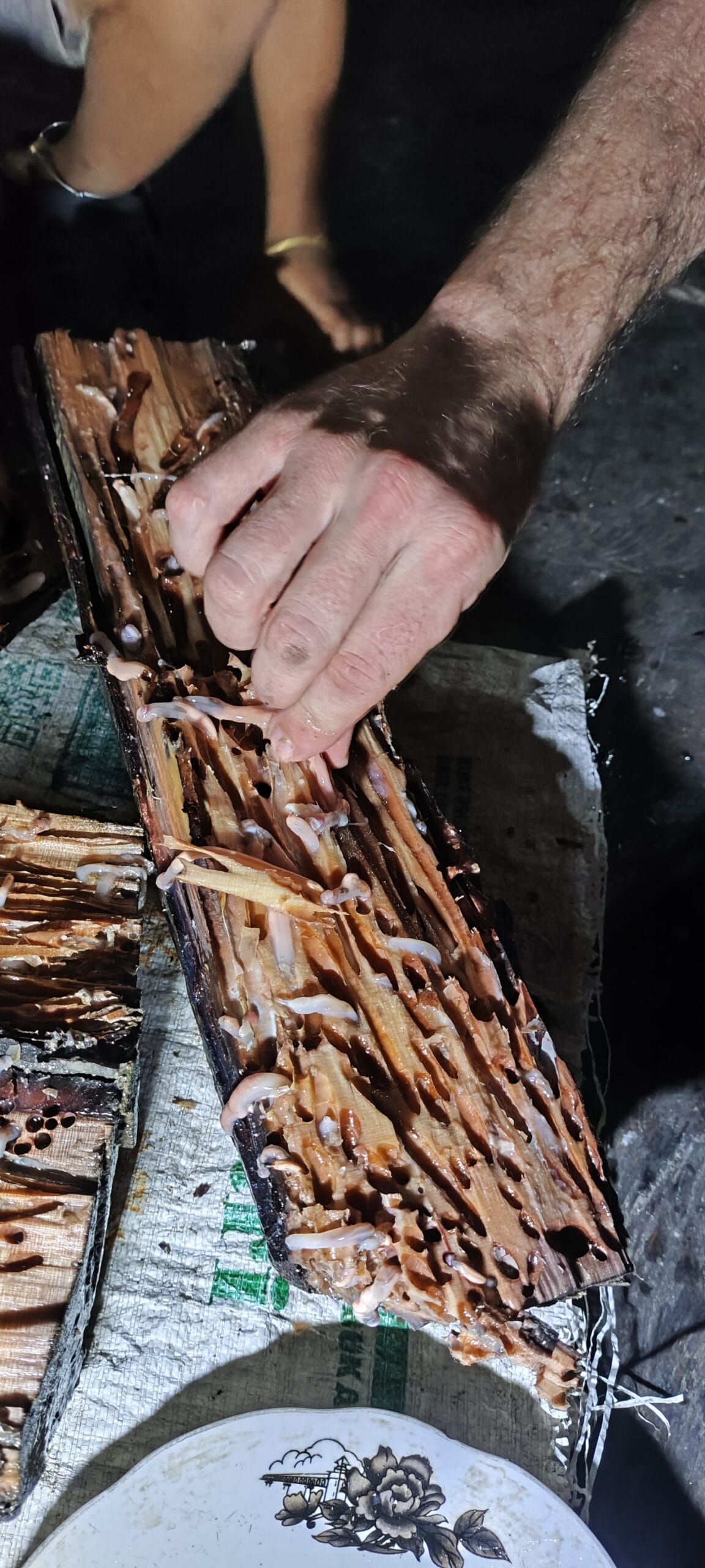 Close-up of a tour guest extracting sago grubs from a fallen palm log in Siberut