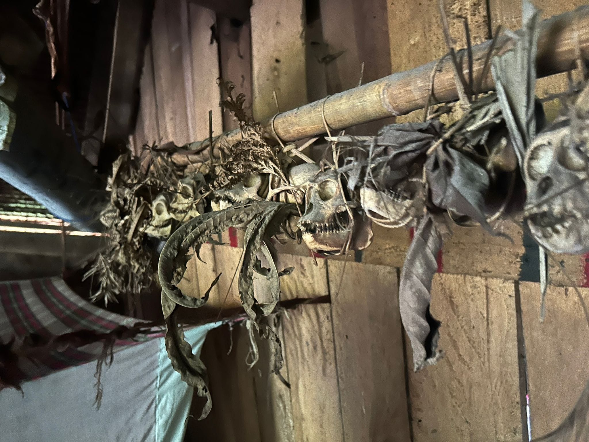Monkey skull hunting trophies hanging on Uma roof beam