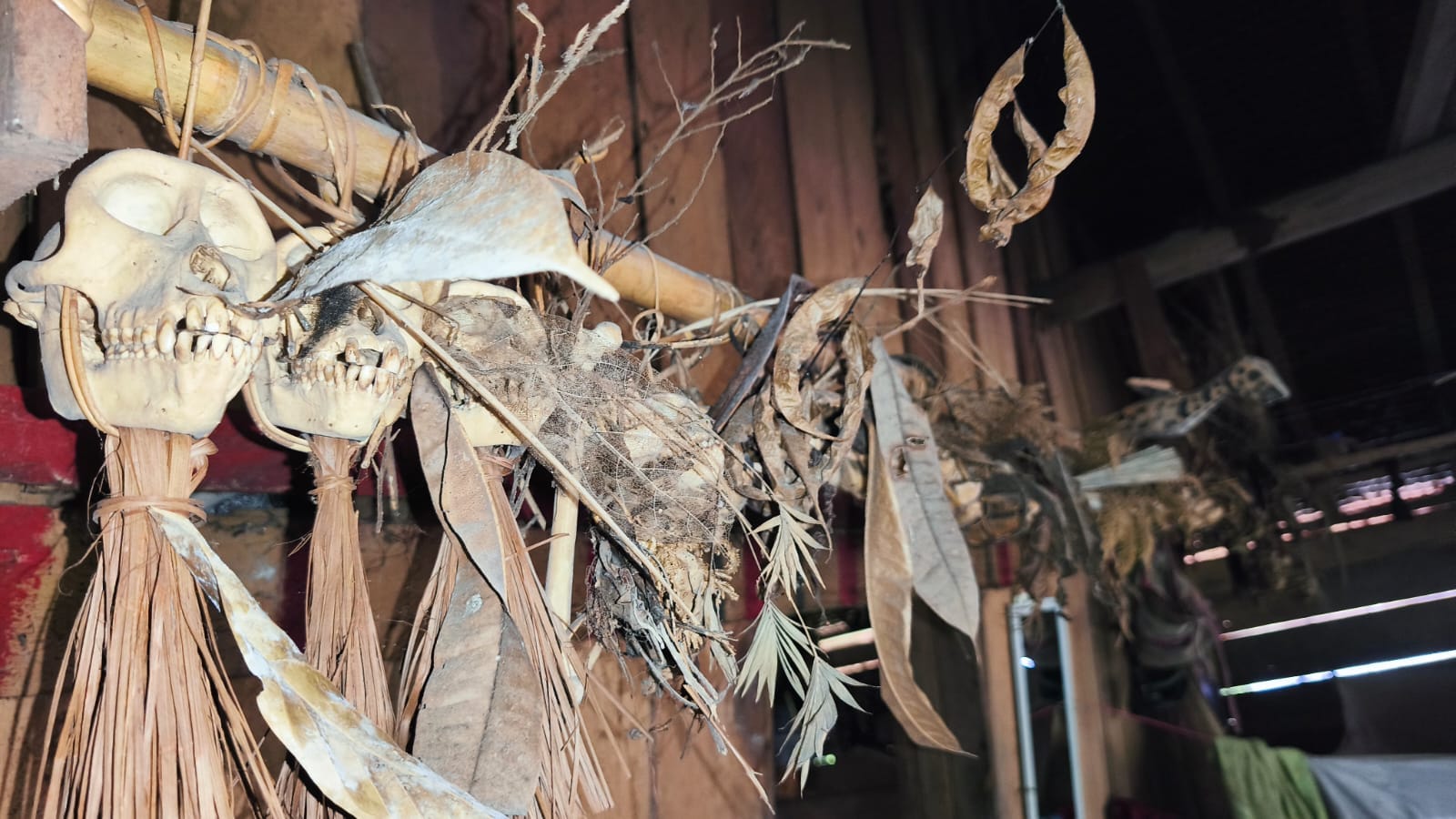 Monkey skull hunting trophies hanging inside Uma longhouse
