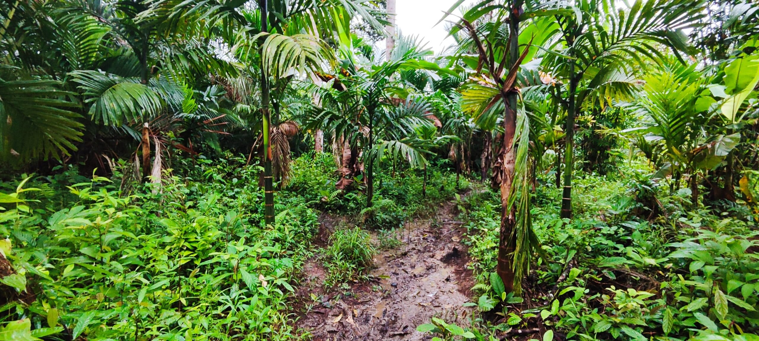 Muddy rainforest trail path in the Mentawai jungle, Siberut Island
