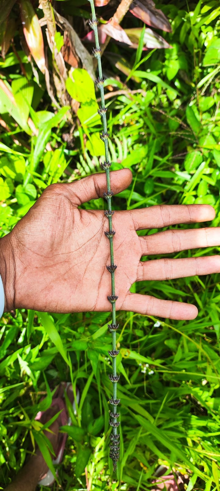 Rattan stem, traditional inspiration for Sikerei shoulder tattoo motif