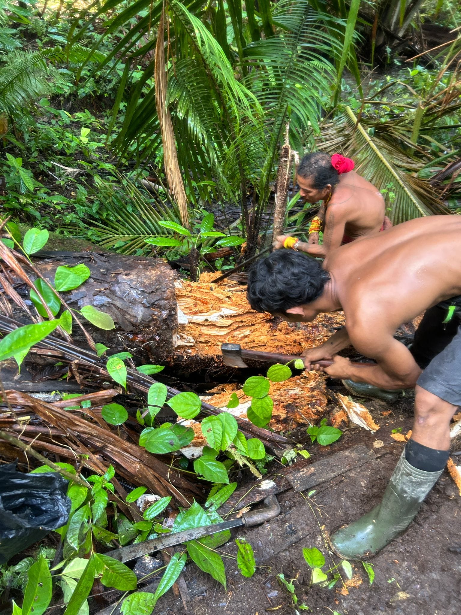 Sikerei and guest chopping a sago palm log in the jungle