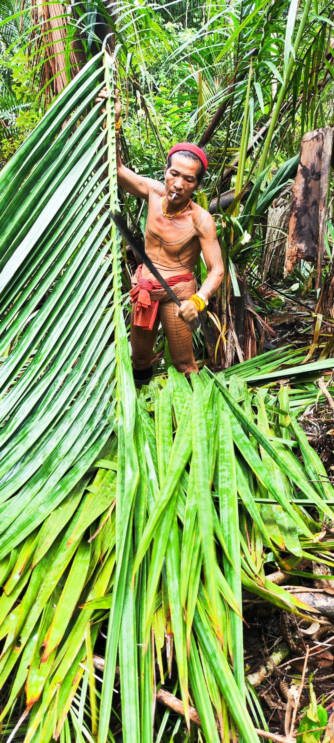 Sikerei cutting sago leaves with a machete, Mentawai forest
