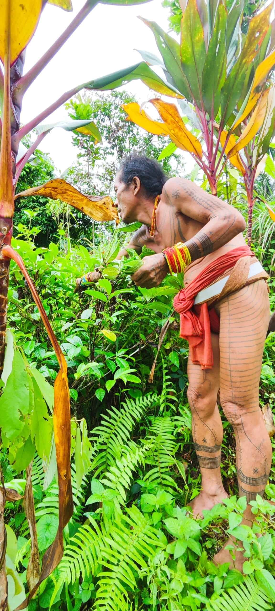 Sikerei examining medicinal forest plants, Mentawai jungle