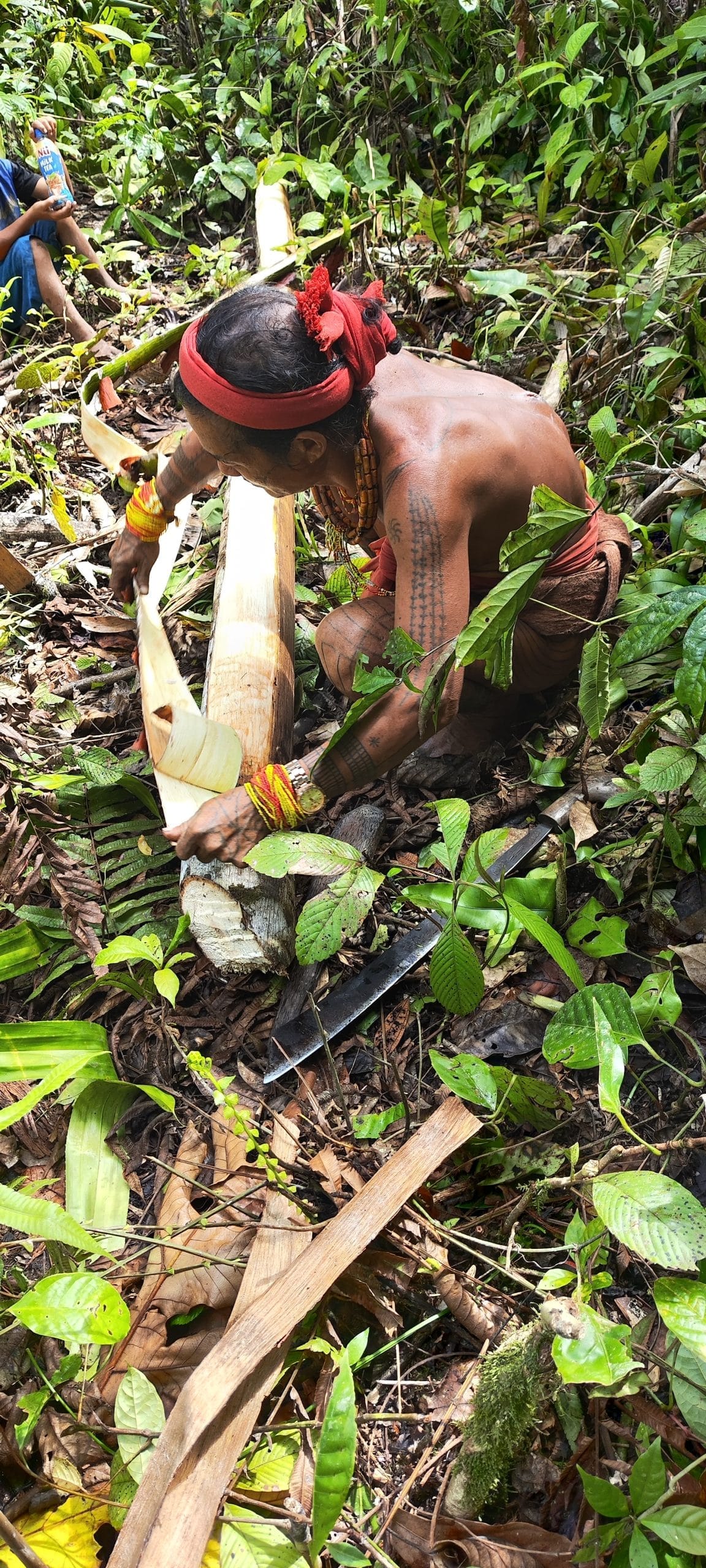 Sikerei peeling tree bark with a knife, Mentawai forest