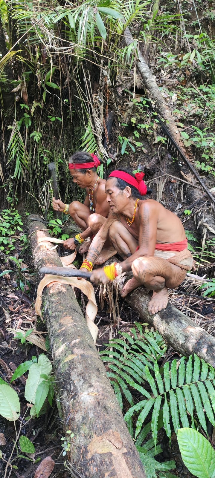 Two Sikerei peeling tree bark from a forest log for traditional cloth