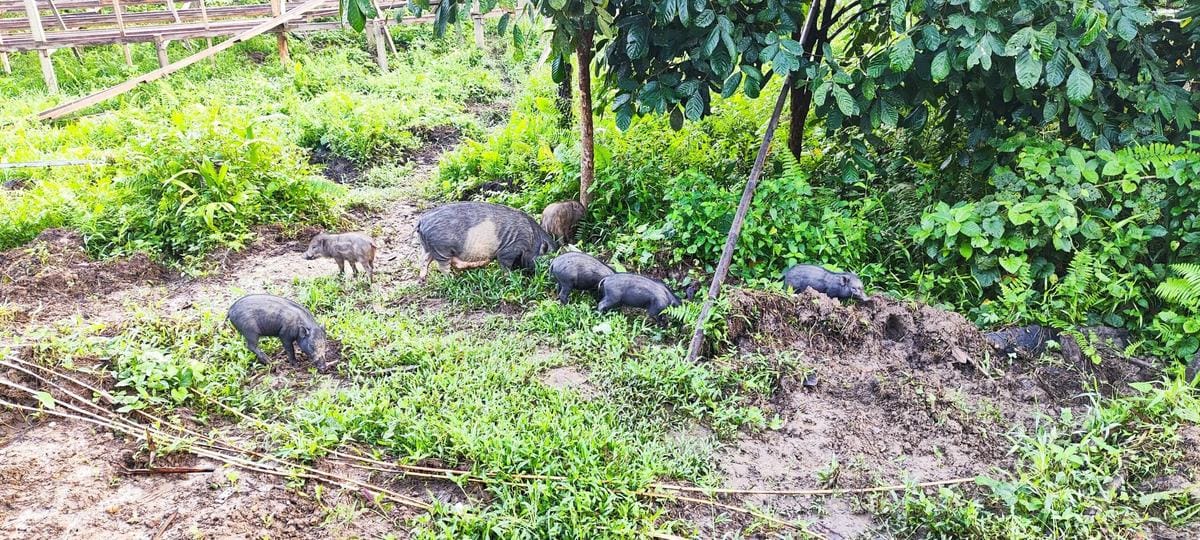 Wild boar family spotted in the Mentawai jungle wildlife, Siberut Island