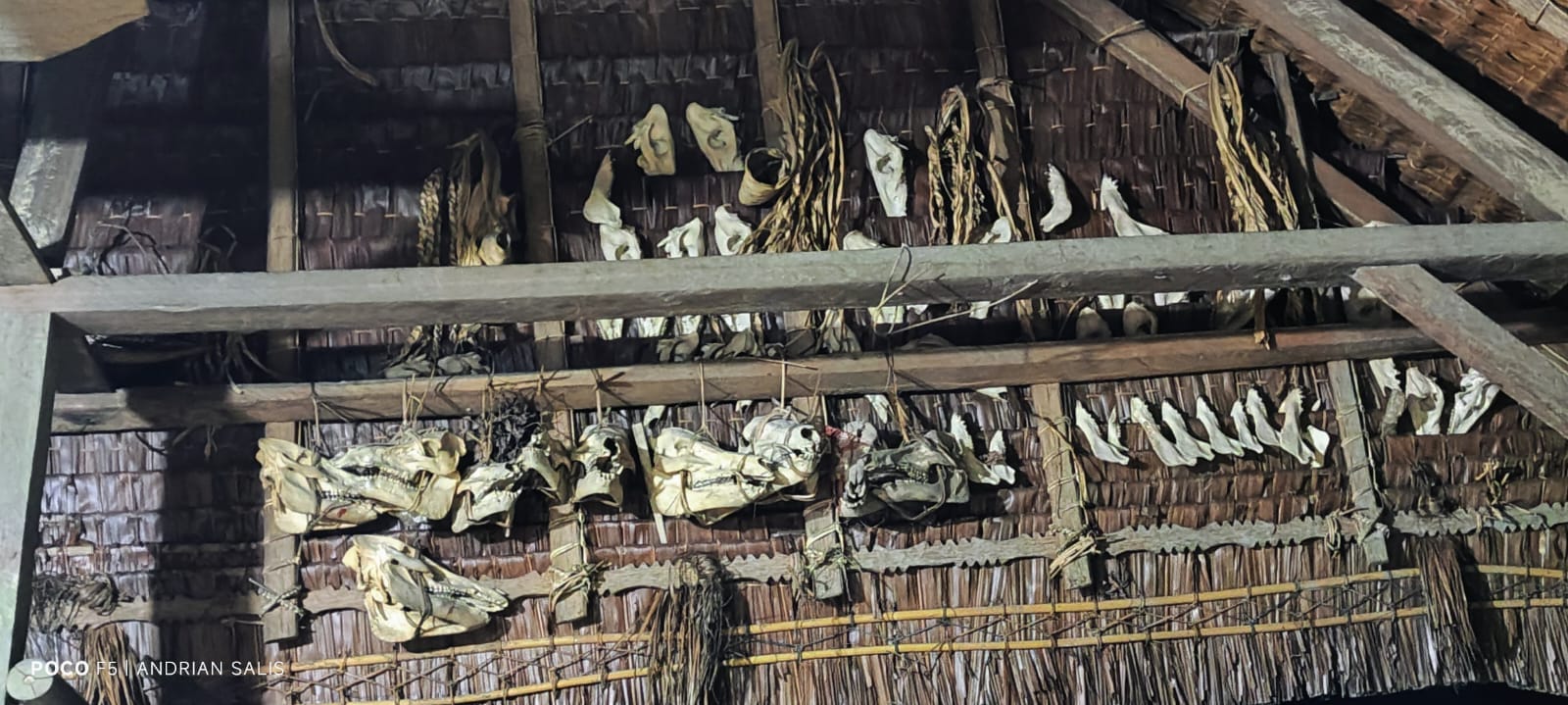 Wild boar skulls hanging from Uma roof, Mentawai hunting tradition